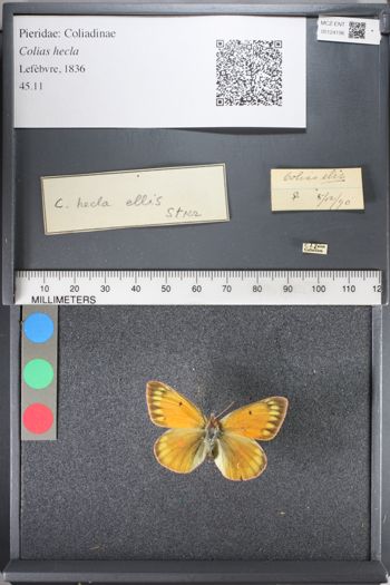 Media type: image;   Entomology 124196